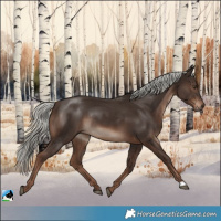 Horse Color:Liver Chestnut Mushroom Rabicano