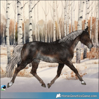 Horse Color:Liver Chestnut Ice Mushroom Rabicano 