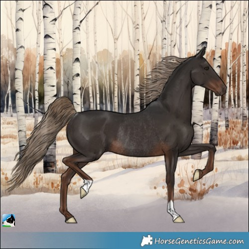 Horse Color:Liver Chestnut Rabicano