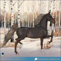 Horse Color:Liver Chestnut Rabicano