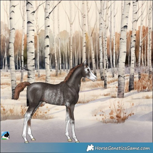 Horse Color:Liver Chestnut Sabino Rabicano 