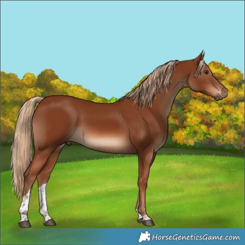 Horse Color:Chestnut Tobiano 