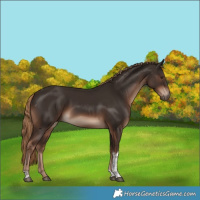 Horse Color:Liver Chestnut Tobiano 