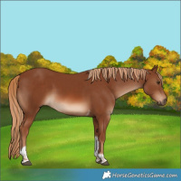 Horse Color:Chestnut Tobiano 