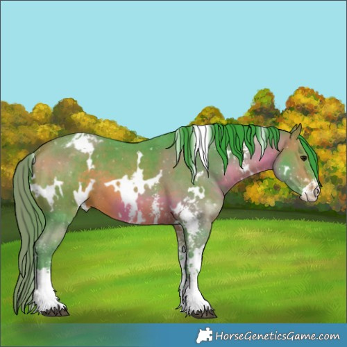 Horse Color:Watercolor White Spotted Bay Sabino Appaloosa 
