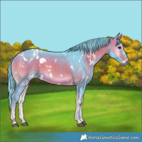 Horse Color:Watercolor White Spotted Bay Onyx