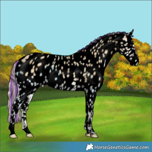 Horse Color:Void Painted Palomino Ice Onyx Appaloosa 