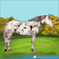 Horse Color:Void Painted White Spotted Amber Cream Champagne Pearl