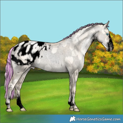 Horse Color:Void Painted Gold Cream Champagne Pearl Dun Sabino Appaloosa