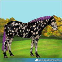 Horse Color:Void Painted White Spotted Smoky Black Pearl Near Leopard