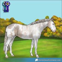 Horse Color:White Spotted Chocolate Palomino Splash 