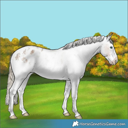 Horse Color:White Spotted Chocolate Palomino Splash Near Leopard 