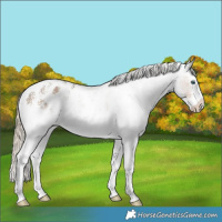 Horse Color:White Spotted Chocolate Palomino Splash Near Leopard 