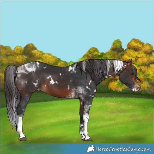 Horse Color:White Spotted Bay Tobiano Appaloosa Rabicano 