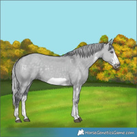 Horse Color:White Spotted Silver Grullo Chinchilla Frame