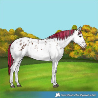 Horse Color:Painted White Spotted Chocolate Brown Dun Sabino Near Leopard