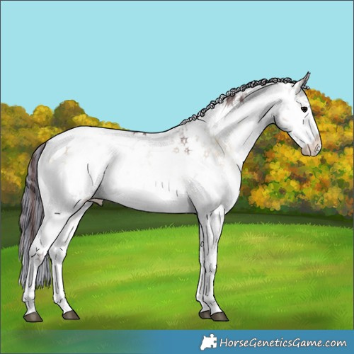 Horse Color:Painted White Spotted Chocolate Brown Ice Onyx Sabino Appaloosa 