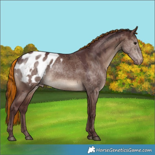 Horse Color:Painted Chocolate Brown Dun Appaloosa