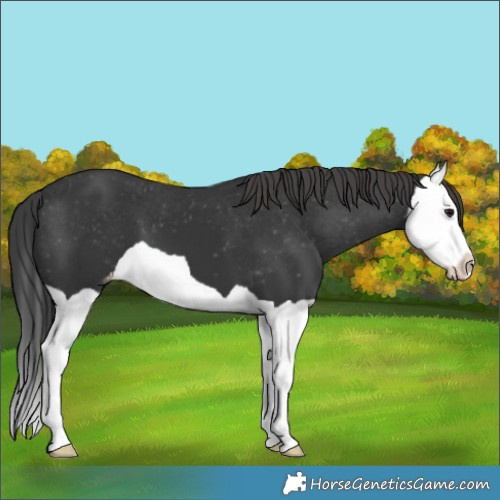 Horse Color:Black Splash Appaloosa 