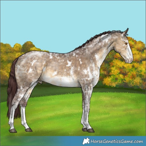 Horse Color:White Spotted Chocolate Buckskin Ice Dun 