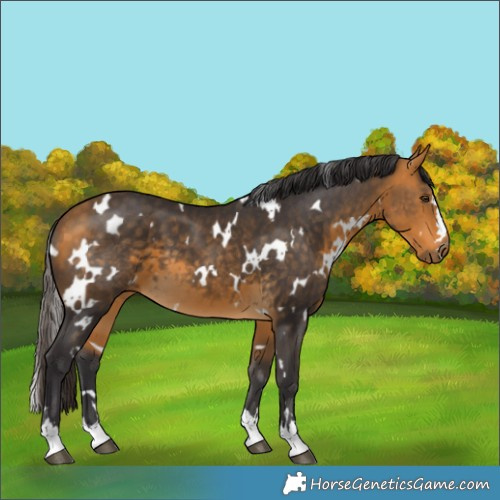 Horse Color:White Spotted Buckskin 