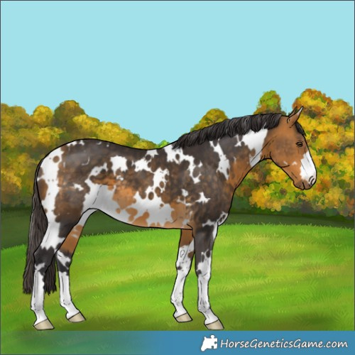 Horse Color:White Spotted Buckskin 