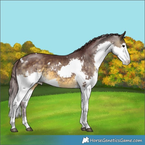 Horse Color:White Spotted Chocolate Buckskin Splash 