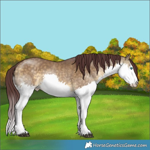 Horse Color:Chocolate Buckskin Dun Splash 