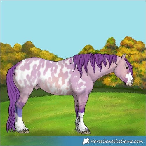 Horse Color:Watercolor Brown Dun Appaloosa 