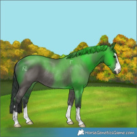 Horse Color:Grullo Rabicano