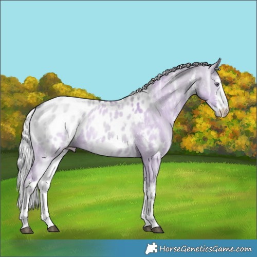 Horse Color:White Spotted Silver Grullo Chinchilla Ice Appaloosa 