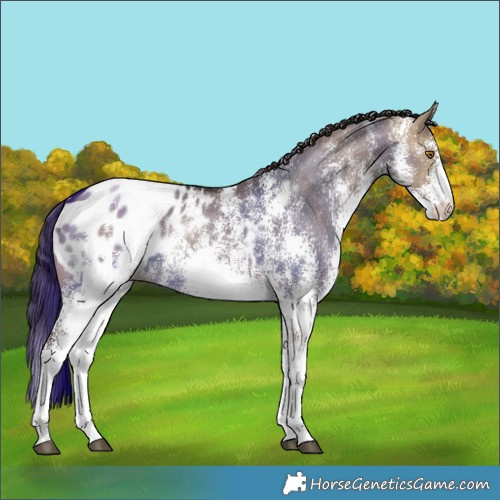 Horse Color:White Spotted Brown Dun Appaloosa Rabicano 