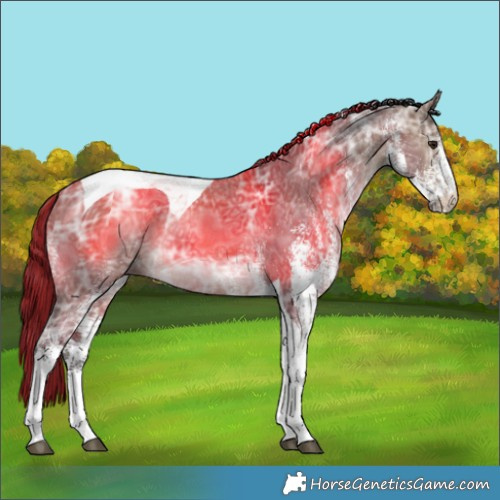 Horse Color:White Spotted Brown Ice Dun Tobiano 