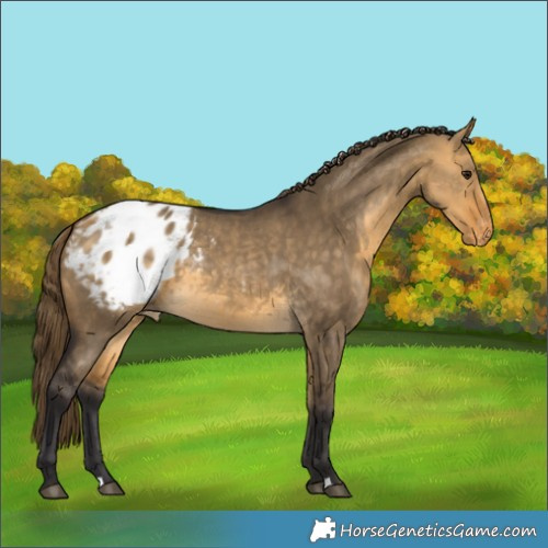 Horse Color:Buckskin Dun Appaloosa 