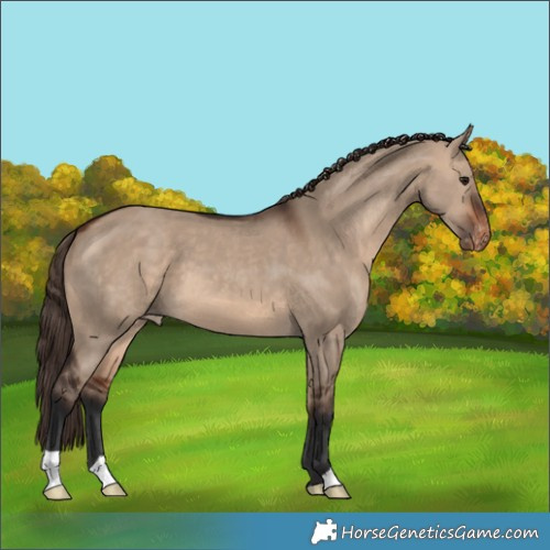 Horse Color:Bay Dun Appaloosa