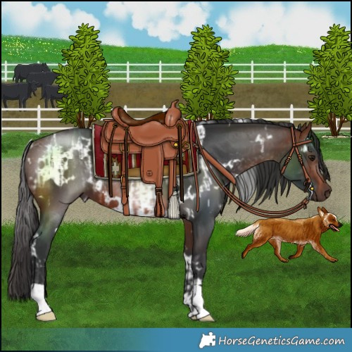 Horse Color:Brown  and White Spotted Brown 