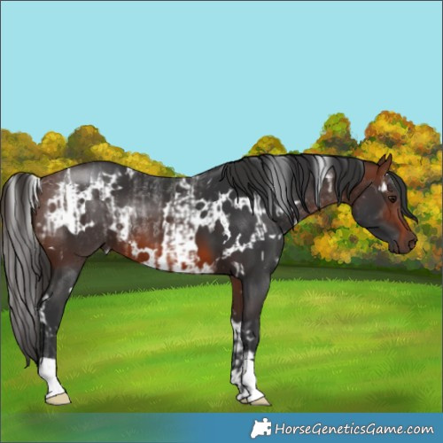 Horse Color:Brown  and White Spotted Brown 