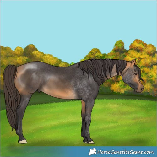 Horse Color:Buckskin 