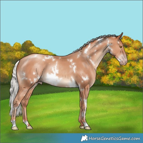 Horse Color:White Spotted Silver Classic Champagne 
