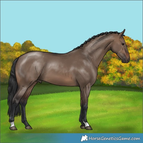 Horse Color:Brown Dun 