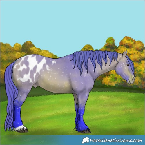 Horse Color:Watercolor Bay Dun Appaloosa 