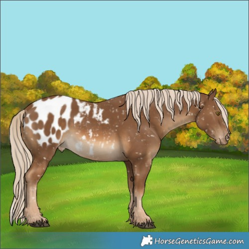 Horse Color:Chocolate Palomino Appaloosa 