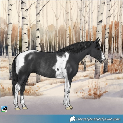 Horse Color:Black Tobiano Rabicano 