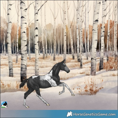 Horse Color:Black Tobiano Rabicano