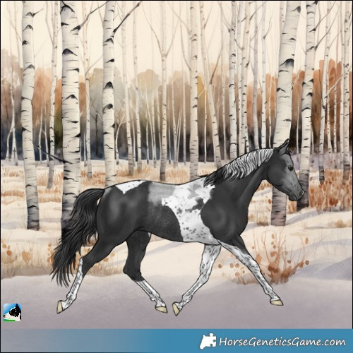 Horse Color:Black Tobiano Rabicano