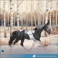 Horse Color:Black Tobiano Rabicano 