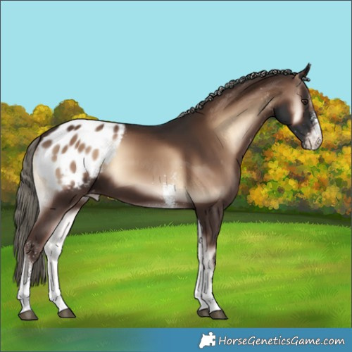 Horse Color:White Spotted Liver Red Onyx Mushroom Appaloosa