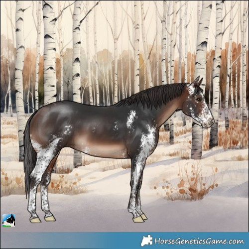 Horse Color:Brown Mushroom Sabino 