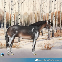 Horse Color:Brown Mushroom Sabino 