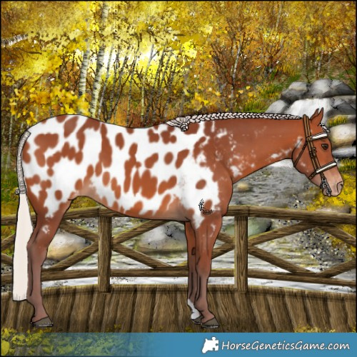 Horse Color:Chocolate Silver Brown Appaloosa 